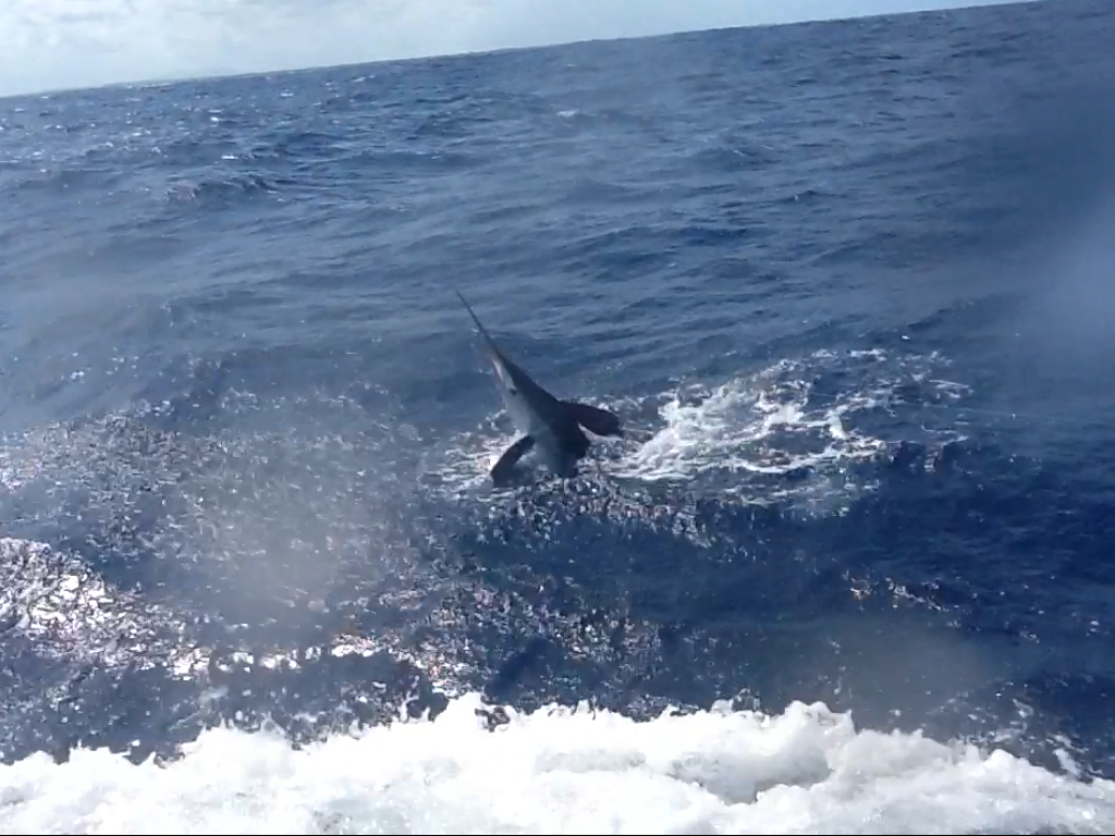 Marlin next to the boat during a fishing charter.