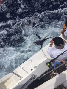 White marlin next to the boat.