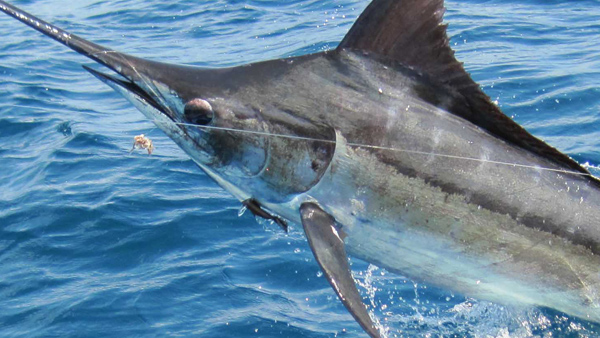 Blue Marlin