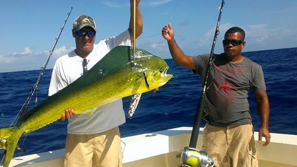 Bull Mahi Mahi