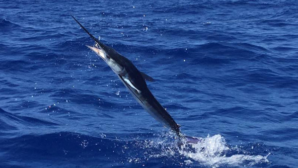 Jumping Billfish