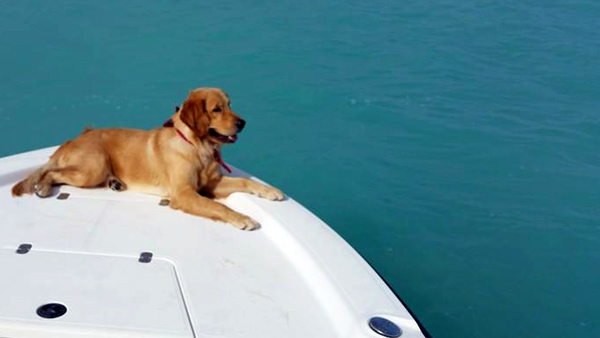 Mako Dog
