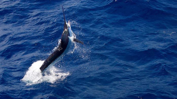 Marlin