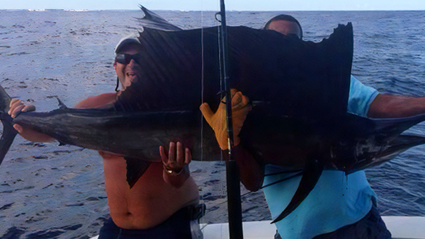 Sailfish