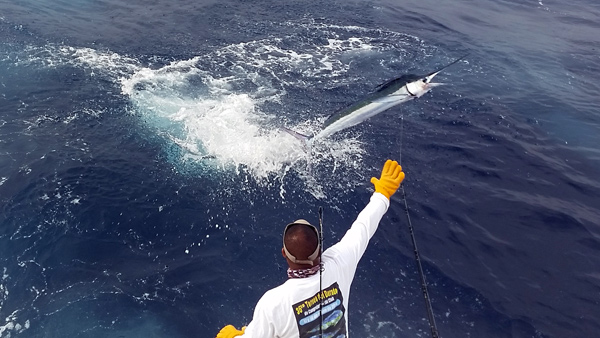 White Marlin