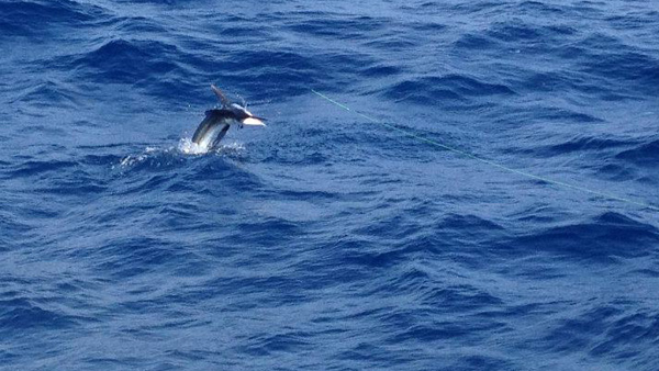 White Marlin